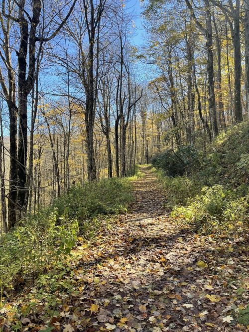 A serene forest path lined with trees, surrounded by autumn leaves under a clear blue sky.