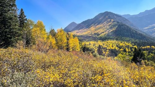 A vibrant landscape of golden autumn trees on rolling hills under a clear blue sky.