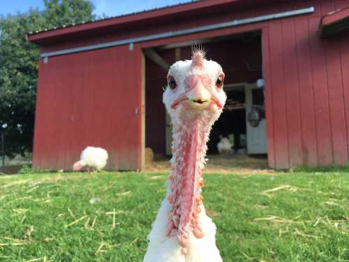 A close-up of a turkey with a long neck, standing on green grass in front of a red barn.