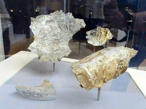 Fossils displayed in a glass case, showcasing various shapes and textures on a light-colored background.