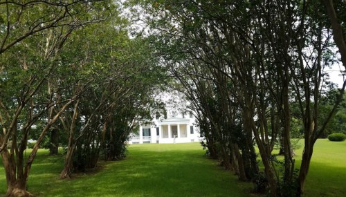 A pathway lined with trees leads to a white house in a lush green landscape.