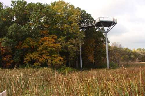 A tall observation tower stands among trees with autumn foliage, overlooking a grassy wetland area.