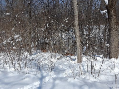 A snowy landscape with sparse trees and underbrush, creating a serene winter scene.
