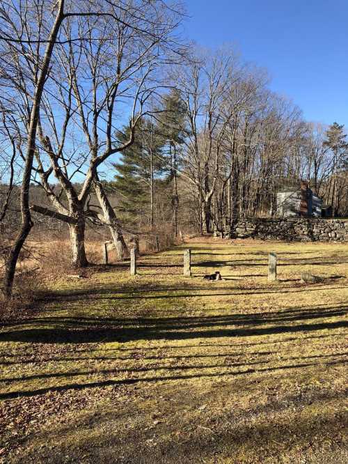 A sunny landscape with bare trees, a stone wall, and a black cat lying on the grass.