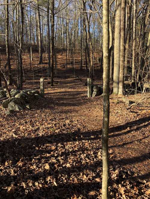 A wooded path with leaf-covered ground, surrounded by trees and rocks, under a clear blue sky.