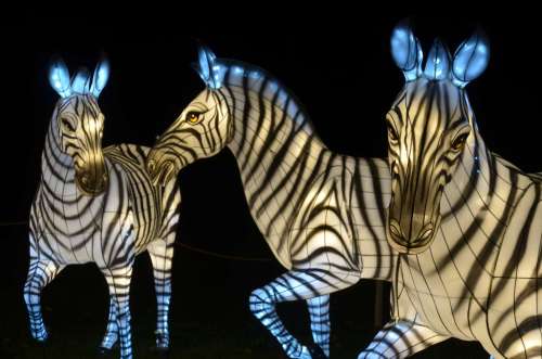 Three illuminated zebras with glowing blue ears, set against a dark background.