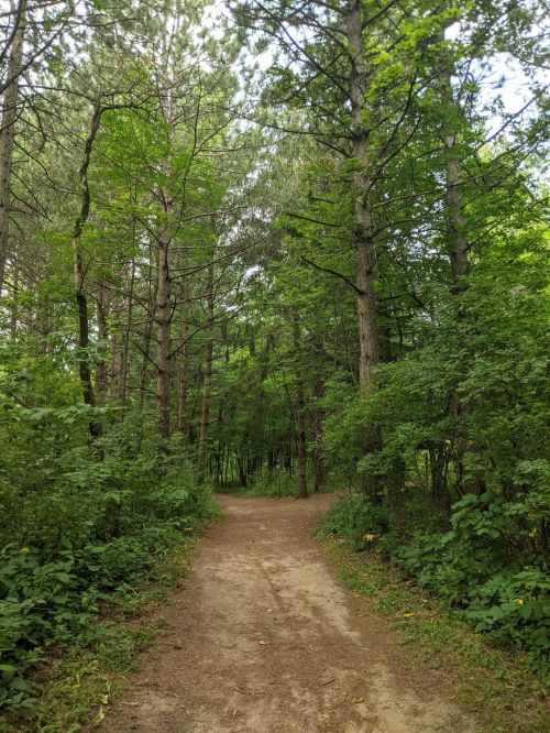 A dirt path winding through a lush green forest with tall trees and dense foliage on either side.