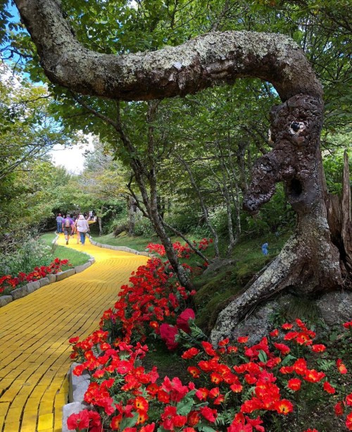 A winding yellow path through a garden with vibrant flowers and a unique, twisted tree trunk.