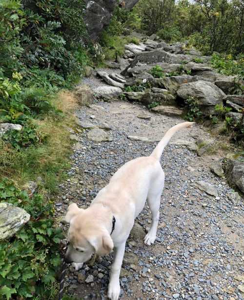 A light-colored dog walks along a rocky trail surrounded by greenery and shrubs.