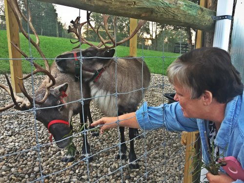 A woman reaches through a fence to feed a reindeer with antlers, surrounded by a grassy area and trees.