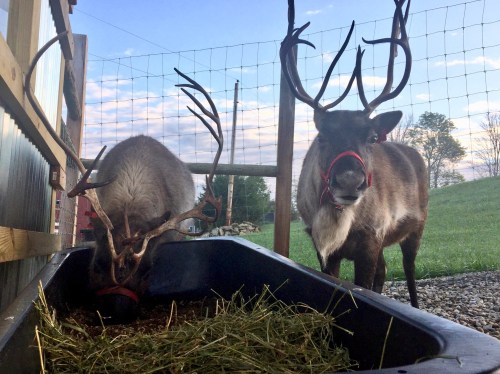 Two reindeer with antlers stand near a feeding trough filled with hay, set against a scenic outdoor background.