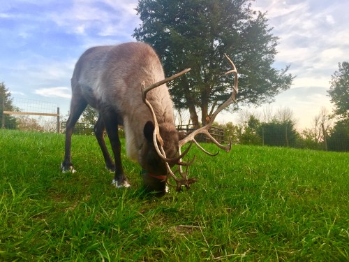 A reindeer grazes on green grass under a tree, with a blue sky and clouds in the background.