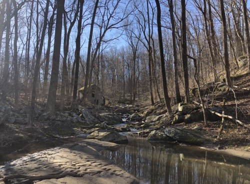 A serene forest scene with a stream, rocky terrain, and bare trees under a clear blue sky.