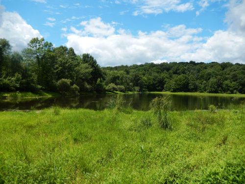 A serene landscape featuring a calm pond surrounded by lush green grass and trees under a partly cloudy sky.