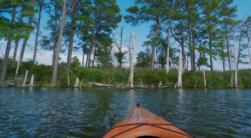 View from a kayak on calm water, surrounded by tall trees and lush greenery under a clear blue sky.
