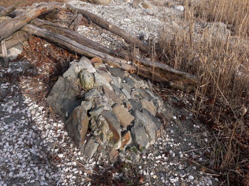 A rocky mound surrounded by driftwood and scattered shells in a natural, grassy area.