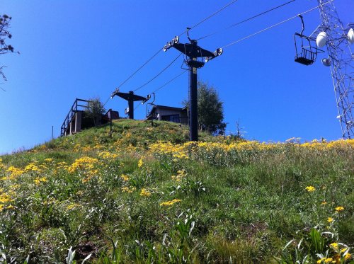 A grassy hill covered in yellow flowers, with a ski lift and blue sky in the background.