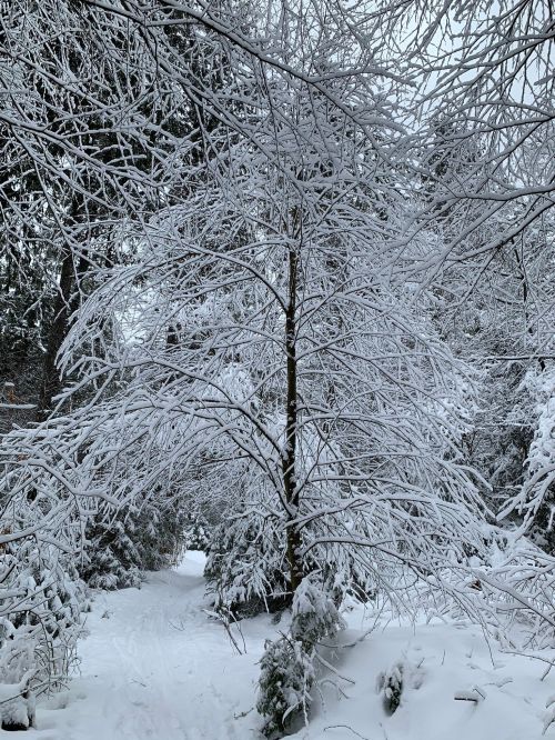 A snowy landscape with trees covered in thick white snow, creating a serene winter scene.