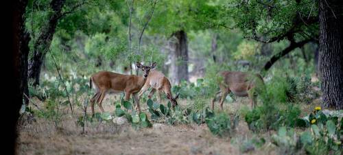 Two deer grazing in a lush, green forest with cacti and trees in the background.