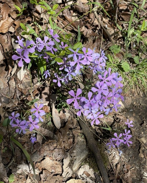 A cluster of purple flowers blooming among brown leaves and green grass in a natural setting.