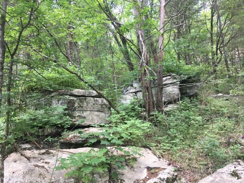 A rocky outcrop surrounded by lush green trees and underbrush in a forested area.