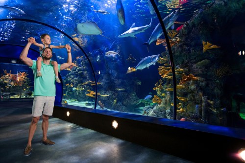 A man carries a child on his shoulders, both amazed by colorful fish swimming in a large aquarium.