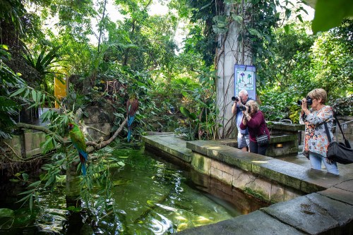 Three photographers capture images of colorful parrots in a lush, green tropical setting near a pond.