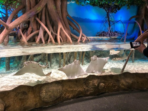 Three stingrays swimming in a shallow tank surrounded by roots and a scenic backdrop of water and trees.