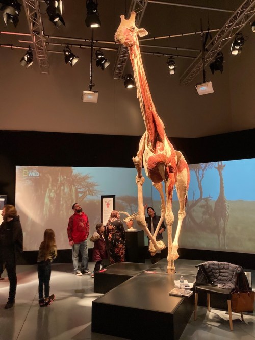 A tall giraffe skeleton on display in a museum, with visitors observing in a dimly lit exhibition space.