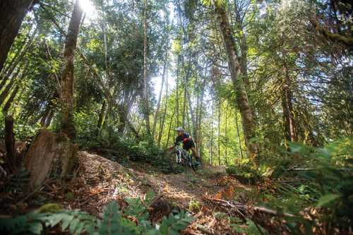 A mountain biker navigates a forest trail surrounded by tall trees and lush greenery. Sunlight filters through the leaves.