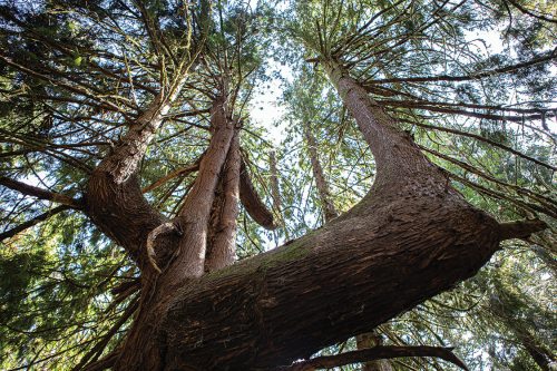 Looking up at tall trees with sprawling branches and green foliage against a bright sky.