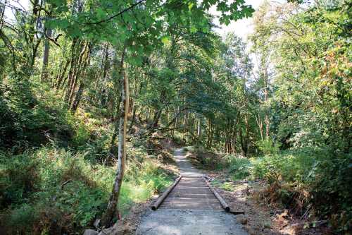 A serene forest path lined with trees and greenery, leading through a peaceful natural setting.