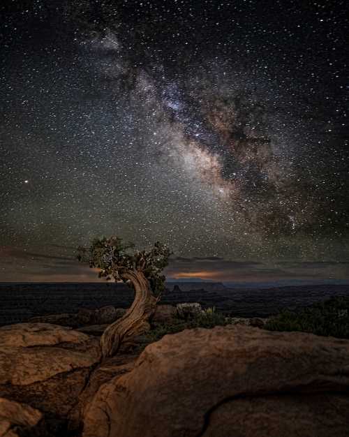 A twisted tree stands on rocky terrain under a starry night sky filled with the Milky Way galaxy.