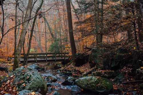 A serene forest scene with a small bridge over a stream, surrounded by autumn foliage and rocky terrain.