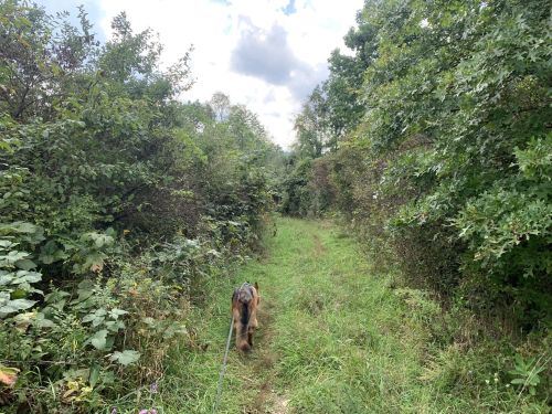 A dog walks along a narrow, grassy path surrounded by dense greenery and trees under a cloudy sky.
