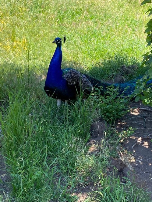 A vibrant peacock stands in a grassy area, showcasing its striking blue and green plumage.