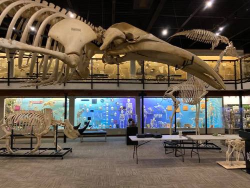 A large whale skeleton hangs in a museum, surrounded by other animal skeletons and colorful display cases.