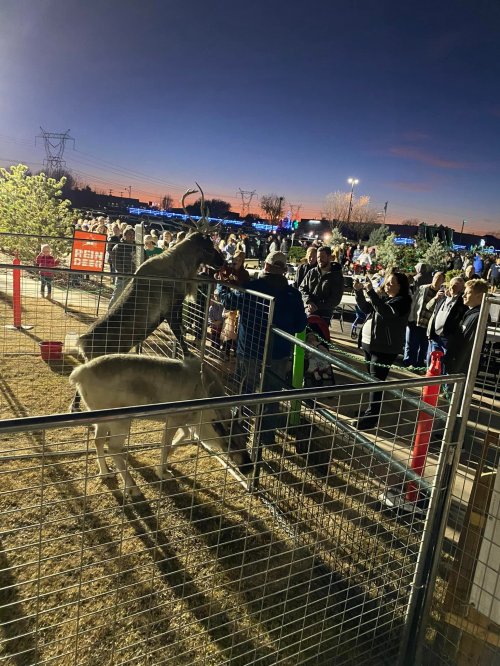 A crowd gathers at dusk to see reindeer in a fenced area, with festive lights and decorations in the background.