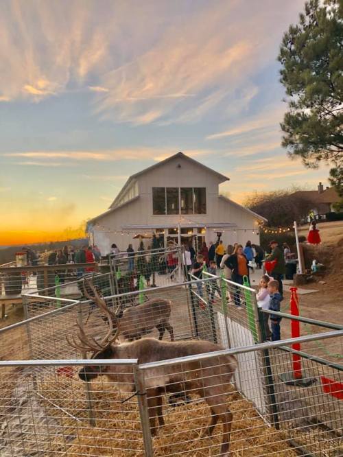 A barn at sunset with a crowd of people and reindeer in fenced areas, creating a festive atmosphere.