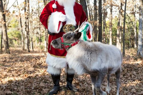 Santa Claus in a red suit stands next to a reindeer in a forest with fallen leaves.