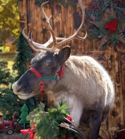 A reindeer with antlers stands in front of a festive backdrop decorated with greenery and holiday ornaments.