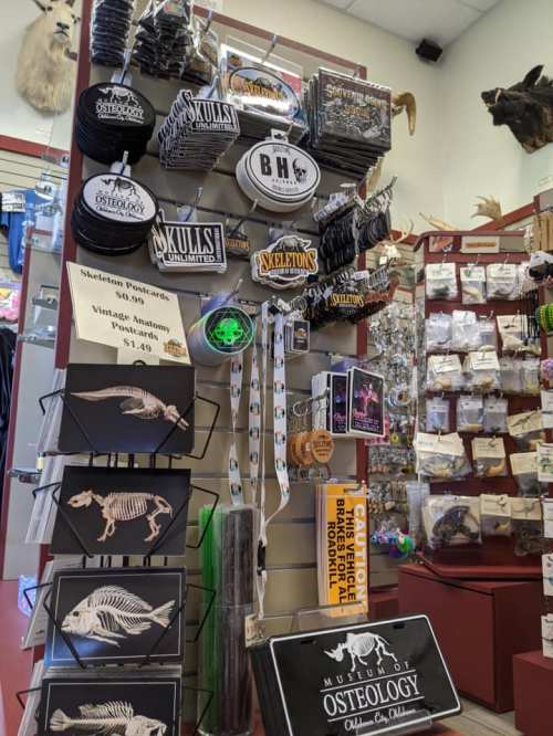 Display of various skeleton-themed merchandise, including decorations and accessories, in a store setting.