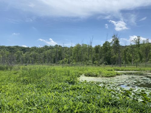 Lush green wetland with tall grasses, water lilies, and a backdrop of trees under a blue sky with scattered clouds.