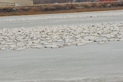 A large flock of snow geese resting on a frozen lake, with a backdrop of grassy land and buildings.