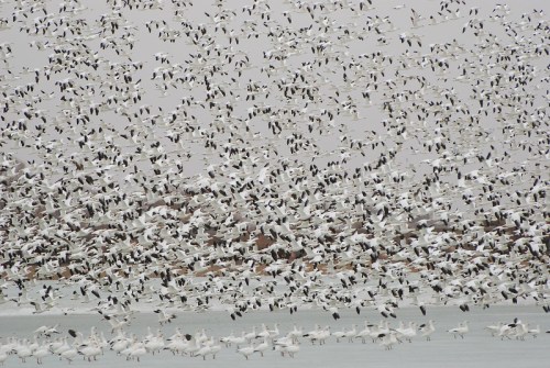 A large flock of white birds takes flight over a body of water, creating a dynamic and chaotic scene.