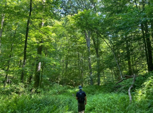 A hiker walks through a lush green forest, surrounded by tall trees and ferns under bright sunlight.