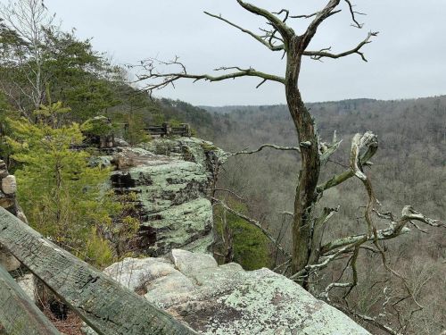 A rocky cliff with a gnarled tree, overlooking a misty valley filled with trees and a cloudy sky.