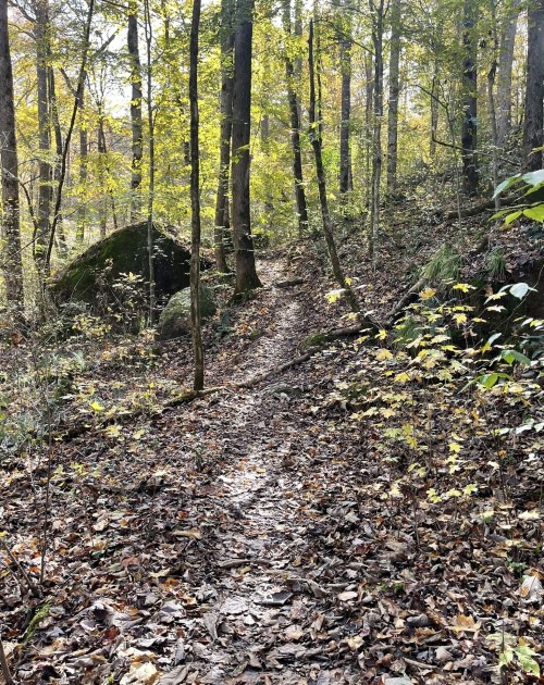 A narrow trail winds through a forest with autumn leaves and sunlight filtering through the trees.