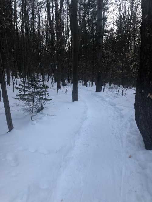 A snowy path winding through a forest with tall trees on either side.