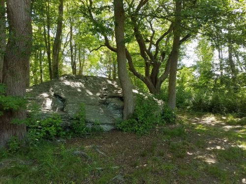 A large rock surrounded by trees and greenery in a sunny forest setting.